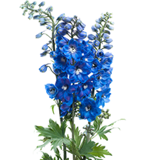 Decoração da Feijó Design flor Azul