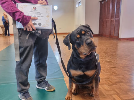 Understanding Dog Communication Signals - Canine Communication Education