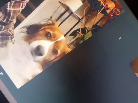 Master Dog Training with Online Dog Training Tips