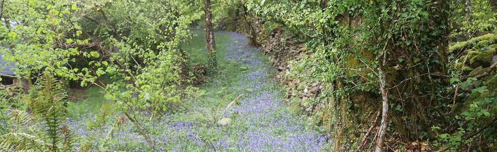 woodland