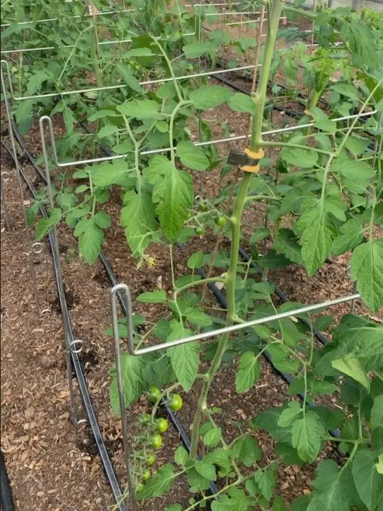 Miniatura: Lowcat or Wicket Risers