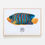 Thumbnail: Regal Angelfish Print - A4, A5