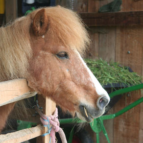 Ponymaster Termine 2021