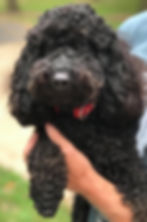 Wilson - Miniature Phantom Poodle