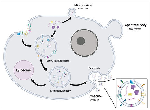 Exosome science image.jpg