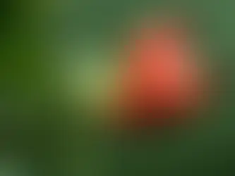 close up of rosehip for mature skin