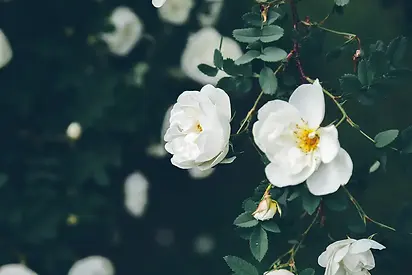 cluster-white-rose-close-up-in-the-park-2026-01-11-09-01-29-utc.webp