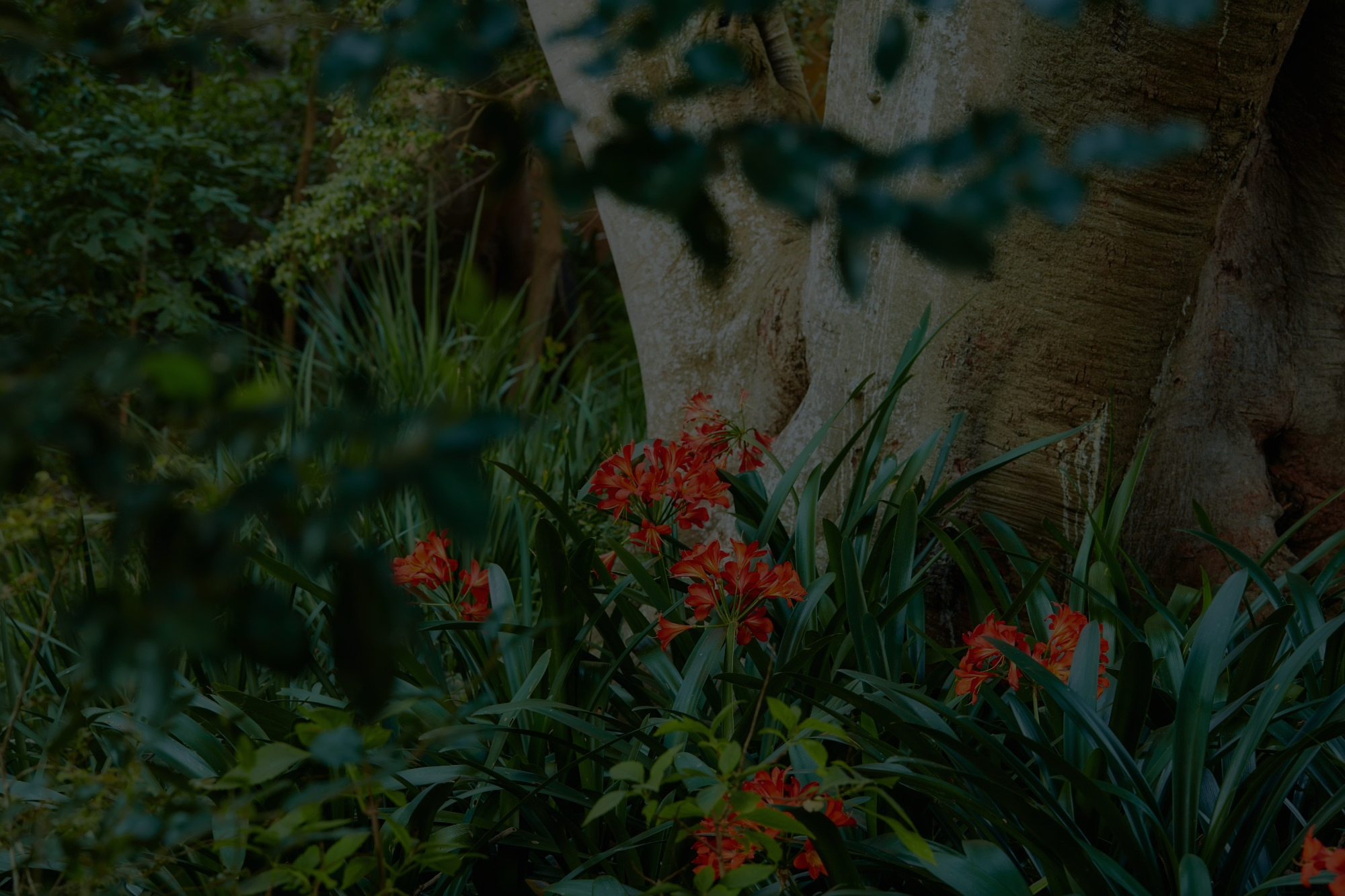 Medium gardens