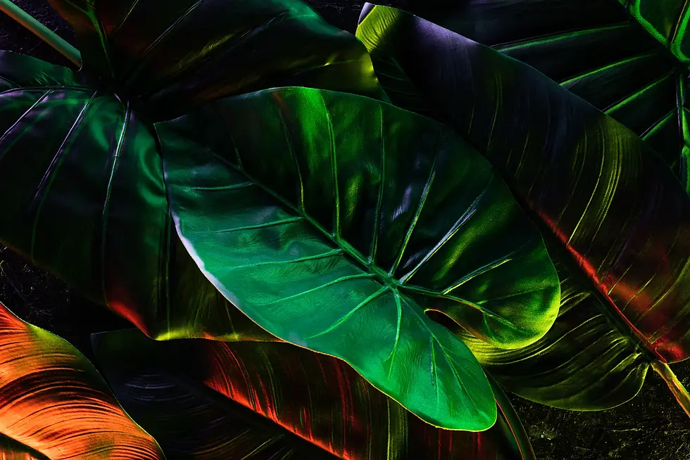 LUSH STUDIO CREATIVE AGENCY IMAGE9.webp
