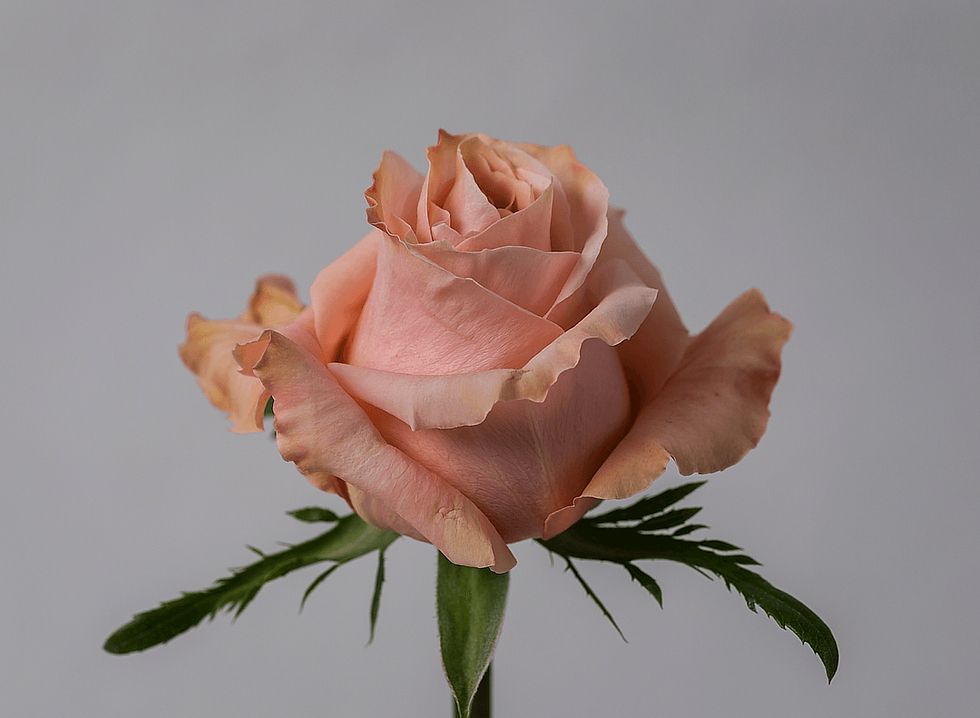 Miniature : Shimmer