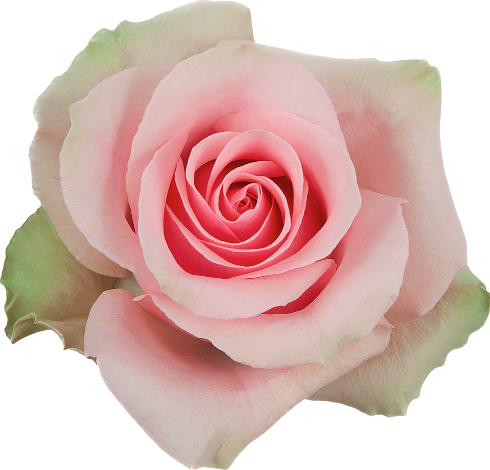 Rose Absolut in Pink Front View