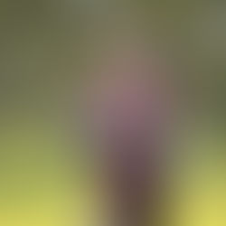 Con Jugadora risaraldense a bordo, la Selección Colombia Sub 17 aseguró cupo al mundial femenino 