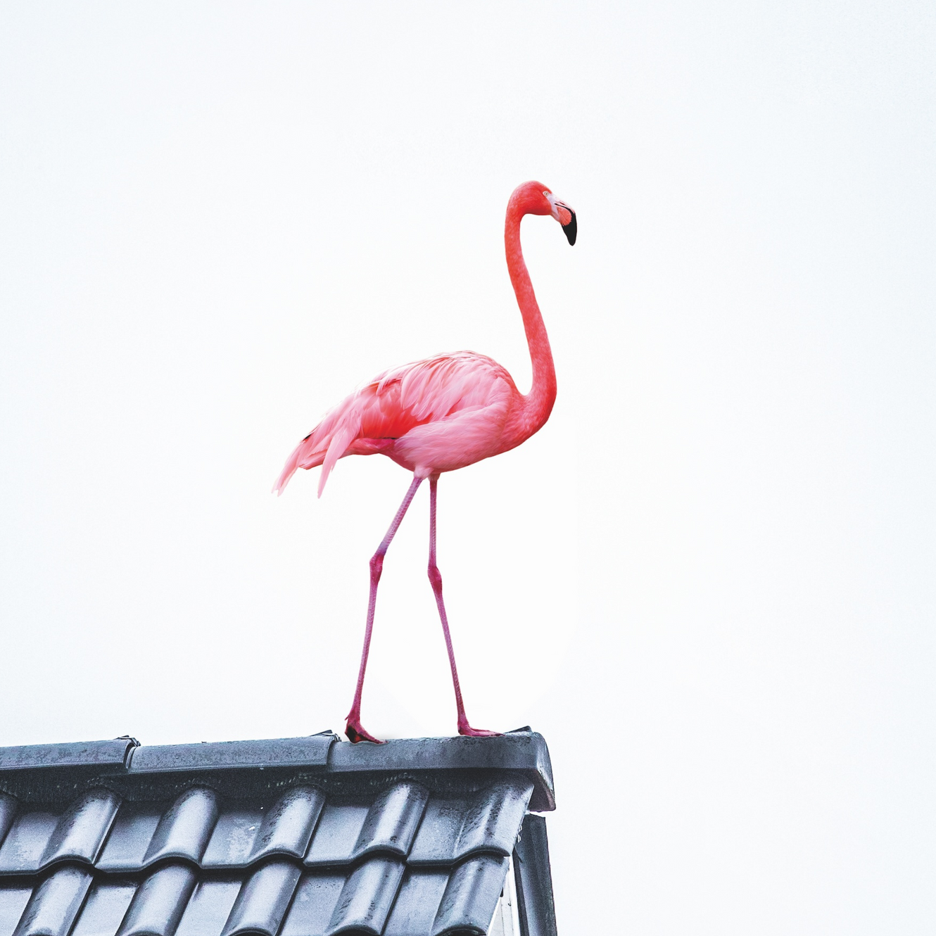 Dach Mergler GmbH & Co. KG