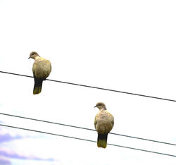 Tortore appese ad un filo - sito