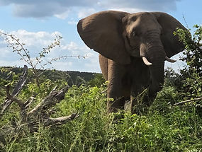 Kuyo review zuid-afrika_edited.jpg