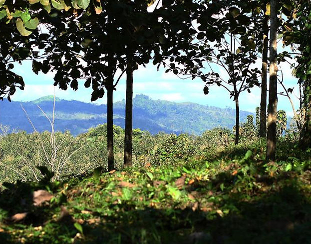 Nicaforest Reforestation Program 