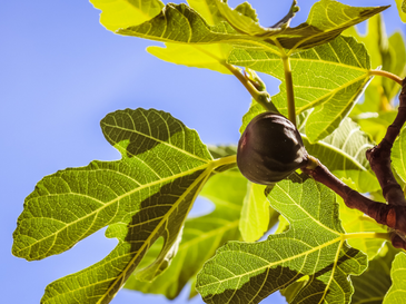 Domingo III de Cuaresma