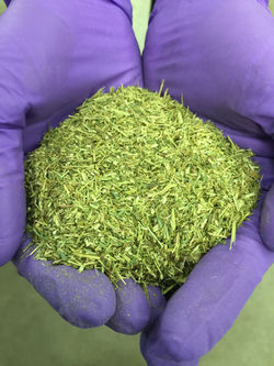 2mm size milled napier grass