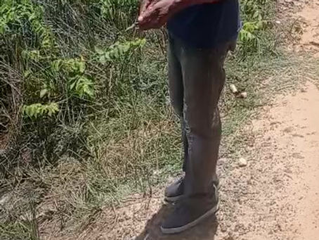 Animal Silvestre é resgatado