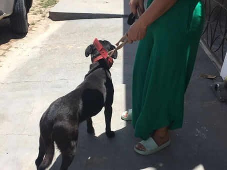 Policia resgata animal vitima de maus tratos!