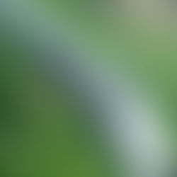 Tubarão é capturado por populares em Porto de Sauípe