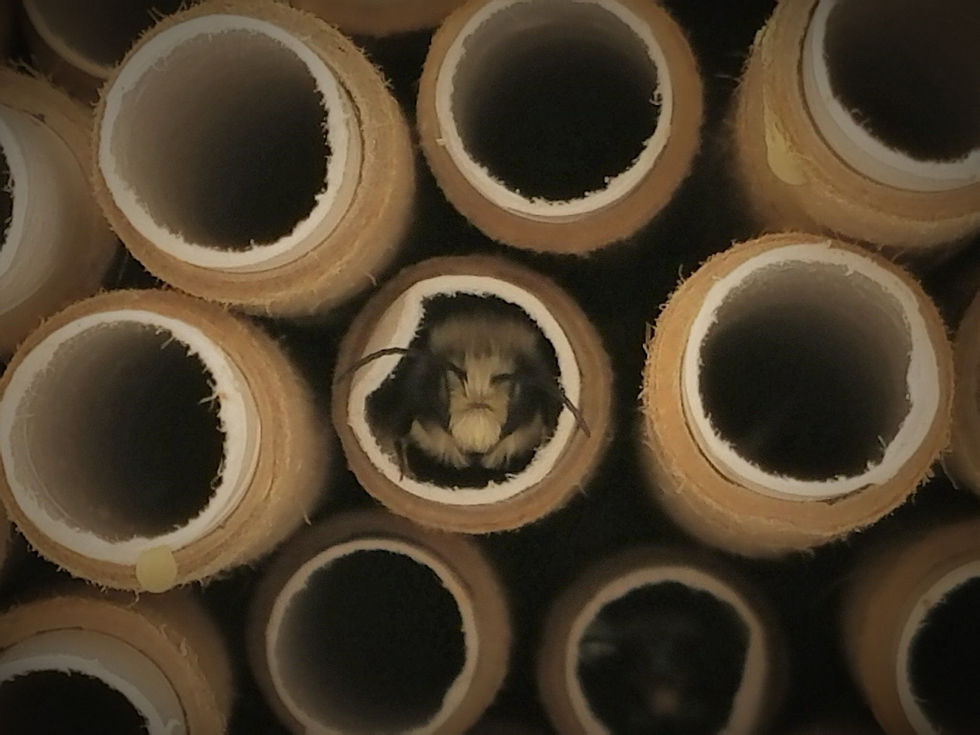 Mason bee in nest