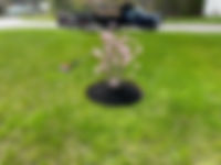 IMG_6523.jpeg