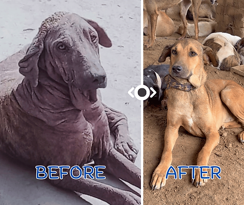A dog sitting, showing his before and after condition — a glimpse of his healing journey at the hospital of Tahira Animal Welfare Foundation.