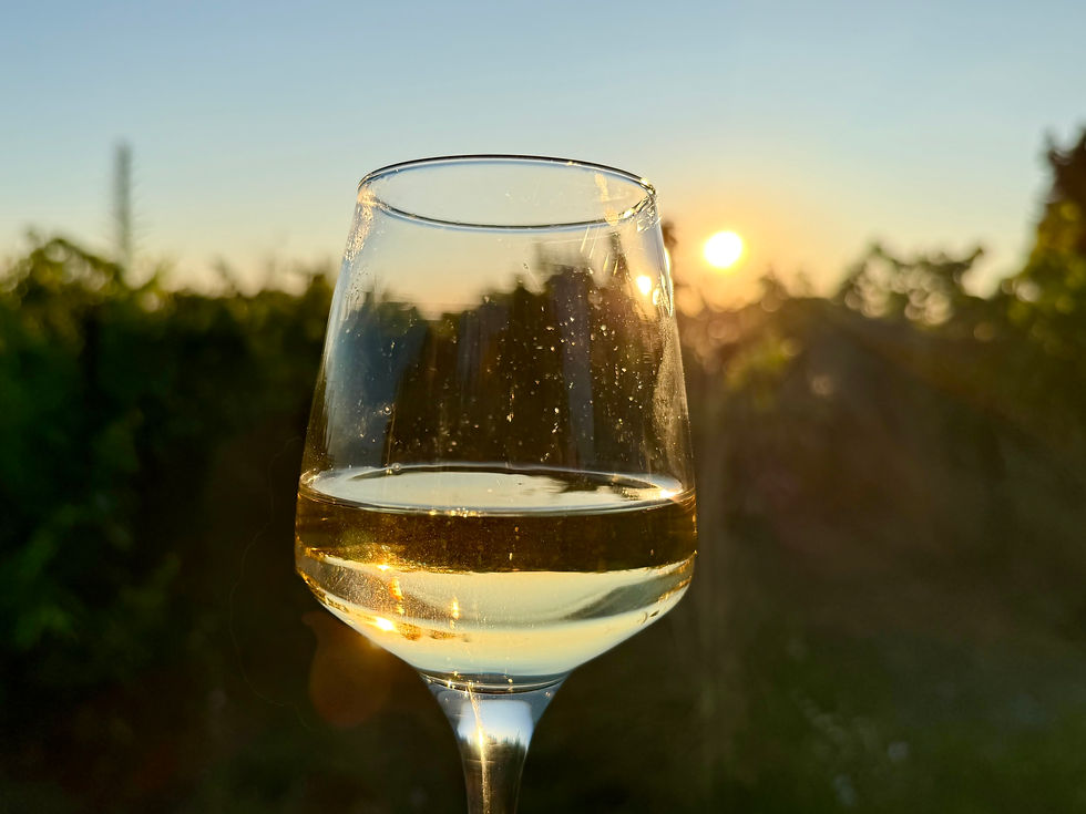 Glas gefüllt mit köstlichem Bio- Weisswein im Sonnenuntergang vor dem Bio-Weinfeld des Mas l'Epicure
