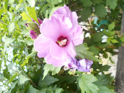 Au milieu des roses trémières