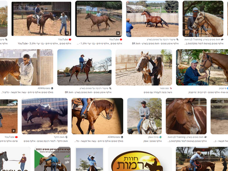 אילוף סוסים