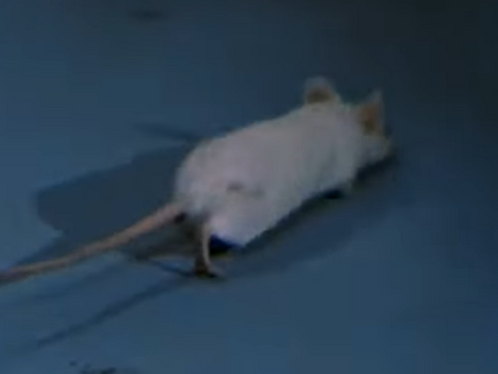 מוקדש לאריה ששאג....