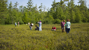 Work Party at the Houghton Preserve: Wednesday, July 15