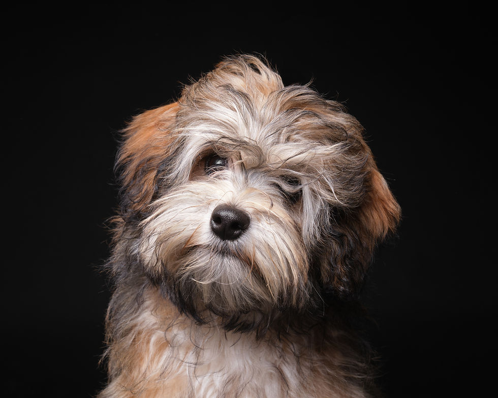 Beatrix - 5 month old headshot