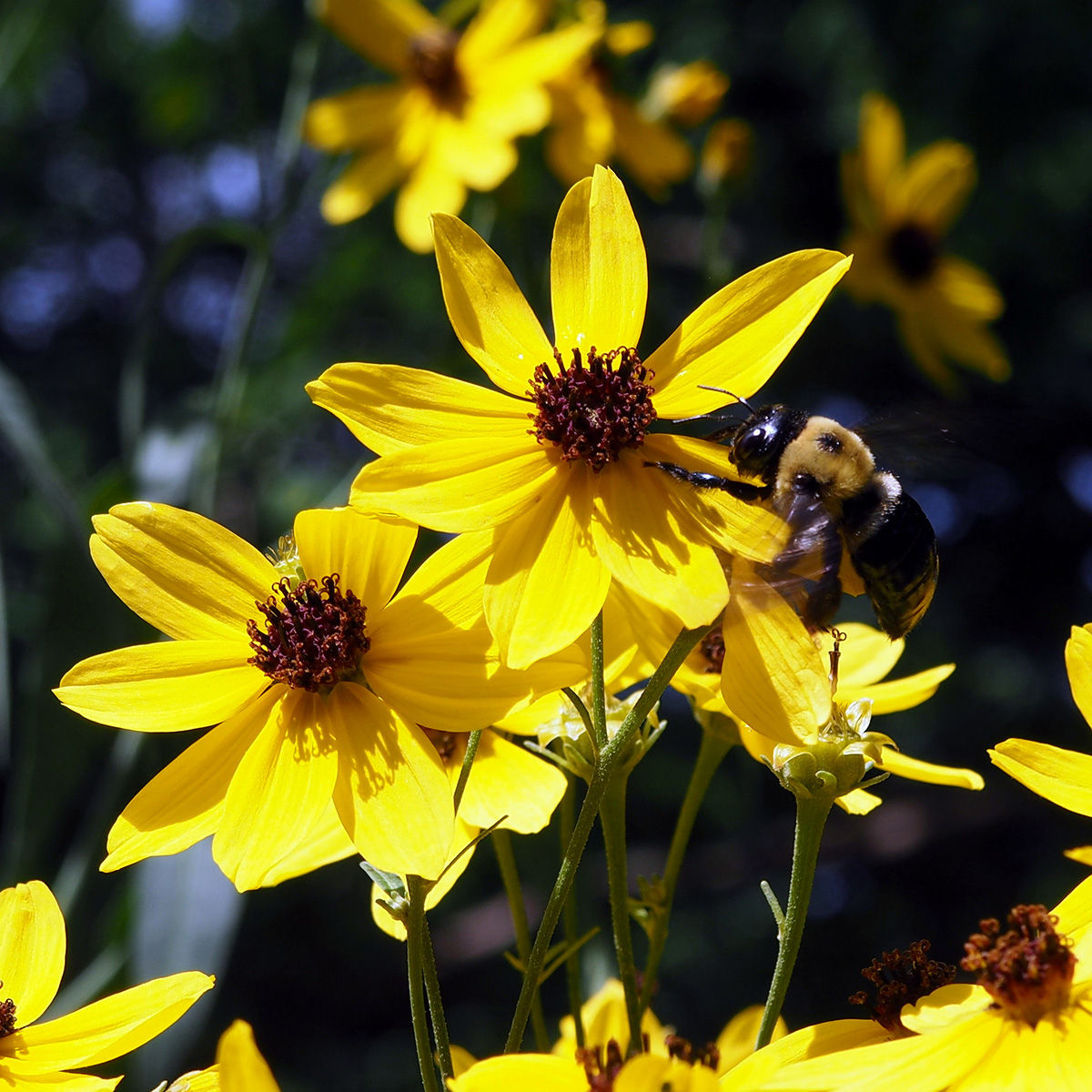 Tall Coreopsis (Coreopsis tripteris)