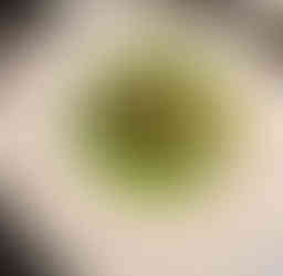 Scallops & Black Pudding