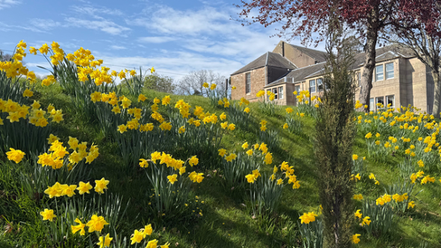 Spring daffodils in bloom on the grounds of Kilconquhar Castle Estate in the East Neuk of Fife, Scotland, surrounding self-catering accommodation and showcasing a peaceful, family-friendly holiday setting with on-site leisure facilities
