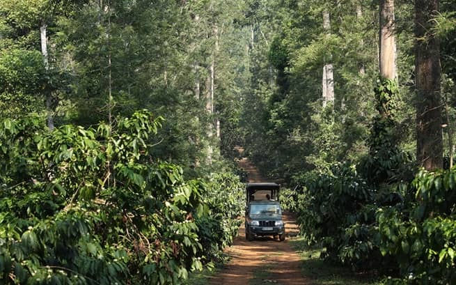 Coorg – Les plantations verdoyantes