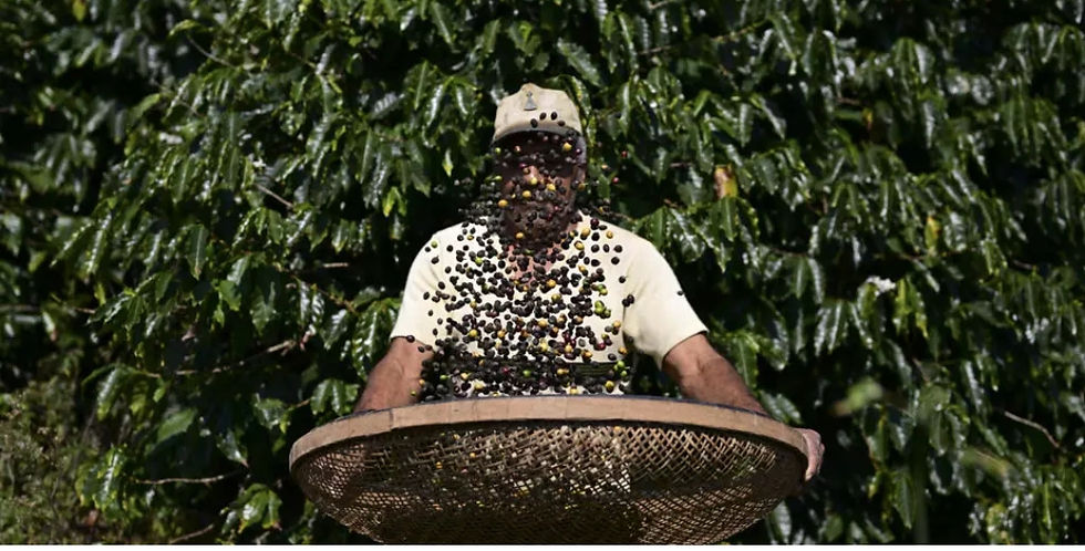 ©2025 Voix Press - Hausse des droits de douane américains : le café brésilien sous pression