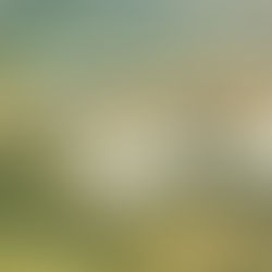 Операція "Дінго", або приклад родезійської військової досконалості