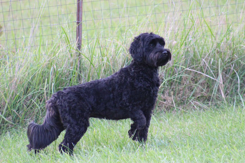 Gorgeous Black Australian Labradoodle