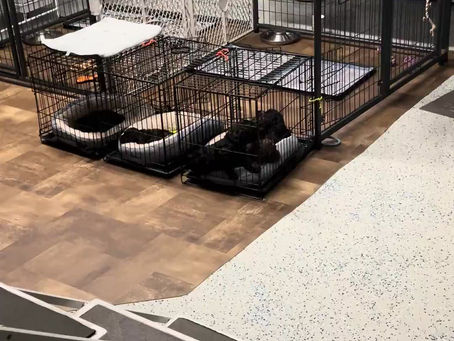 Crate Training Explained