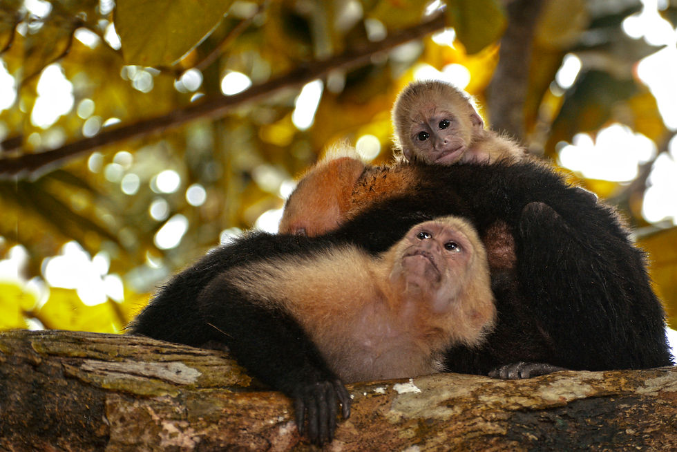 Parque Nacional Manuel Antonio