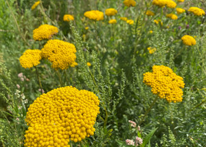 Achillea