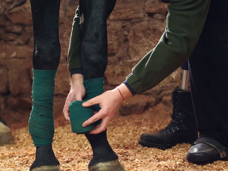 Windgalls and other lower leg swelling in Horses