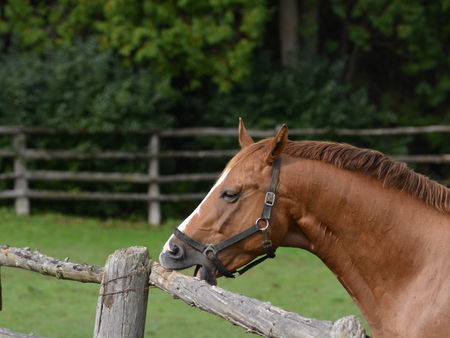 Understanding Windsucking Behavior in Horses