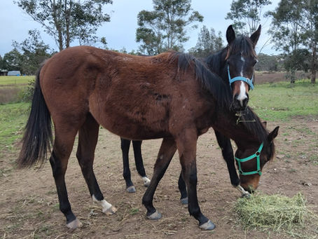 What's in the Bin? Nutrition for Young Horses