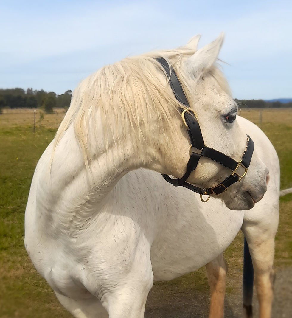 Thumbnail: Safari Leather Halter