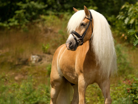 5 Tips for Beautiful Manes