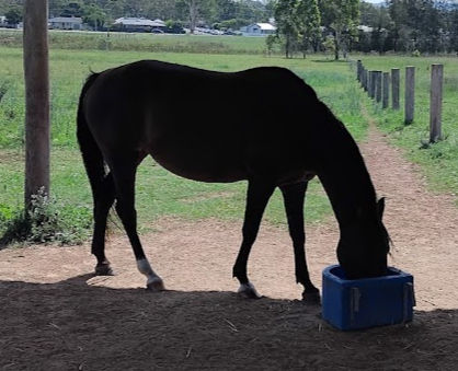 Brown horse eating from a feed bin